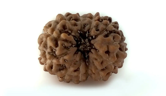 12 Mukhi Rudraksha