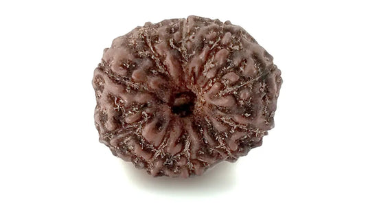 12 Mukhi Rudraksha