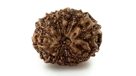 12 Mukhi Rudraksha