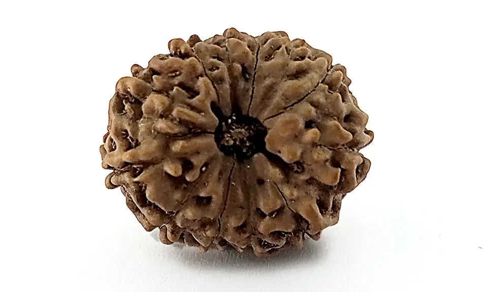 12 Mukhi Rudraksha