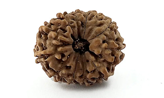 12 Mukhi Rudraksha