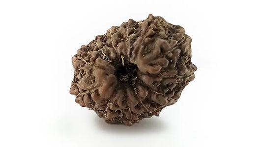 12 Mukhi Rudraksha