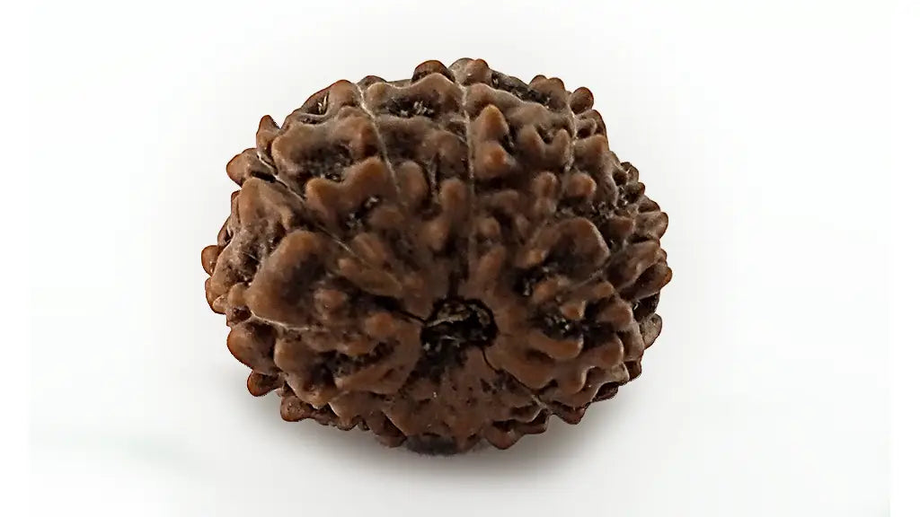 12 Mukhi Rudraksha