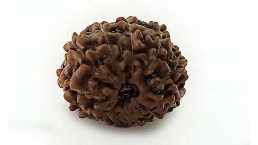 12 Mukhi Rudraksha