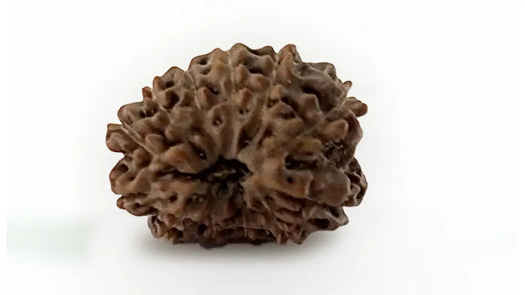 12 Mukhi Rudraksha