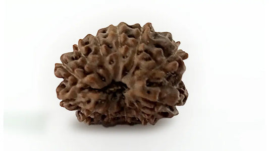 12 Mukhi Rudraksha
