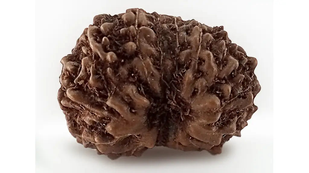 14 Mukhi Rudraksha