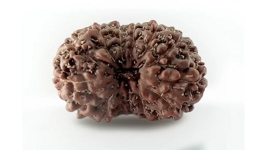 14 Mukhi Rudraksha