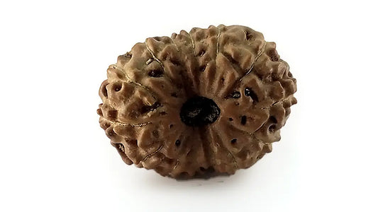 14 Mukhi Rudraksha