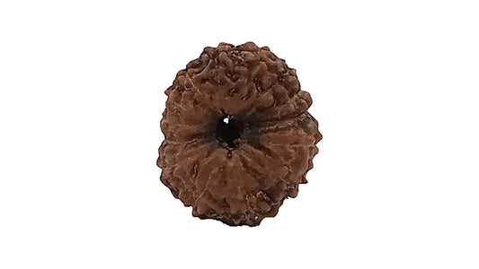 14 Mukhi Rudraksha