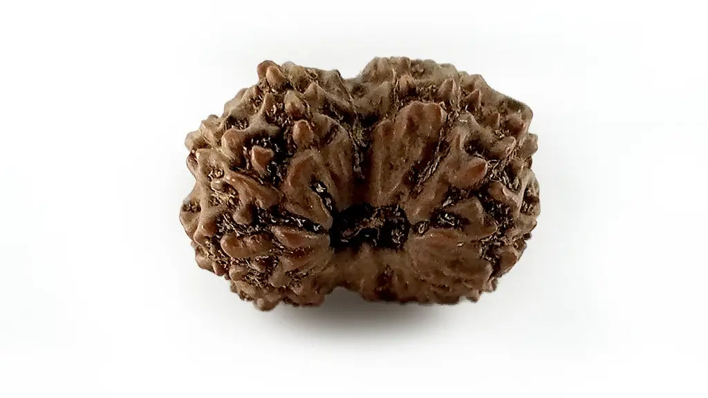 14 Mukhi Rudraksha