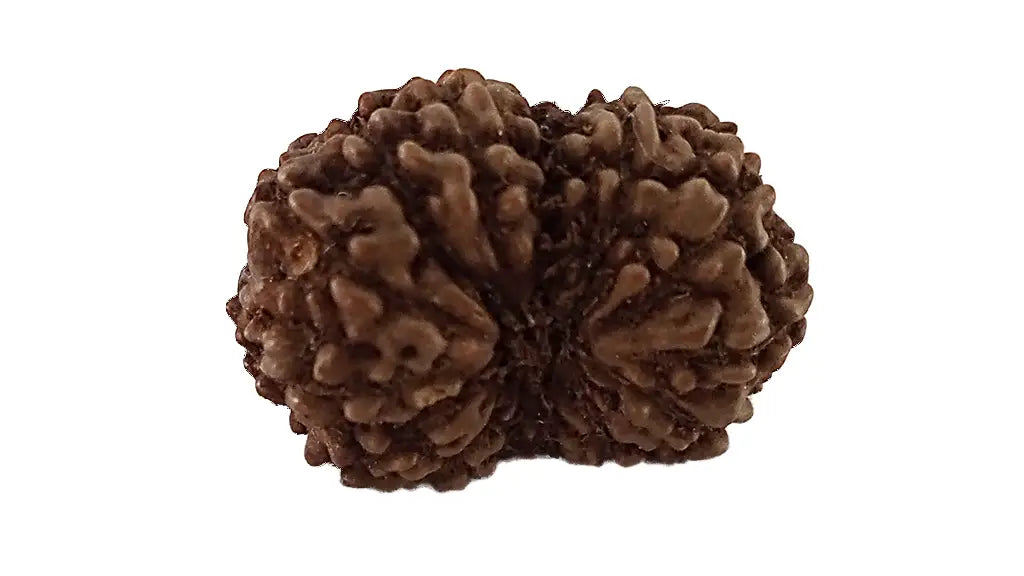 14 Mukhi Rudraksha