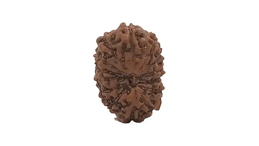 14 Mukhi Rudraksha