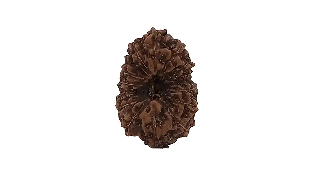 14 Mukhi Rudraksha