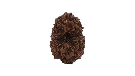 14 Mukhi Rudraksha
