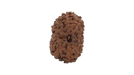 14 Mukhi Rudraksha