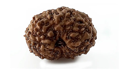 14 Mukhi Rudraksha