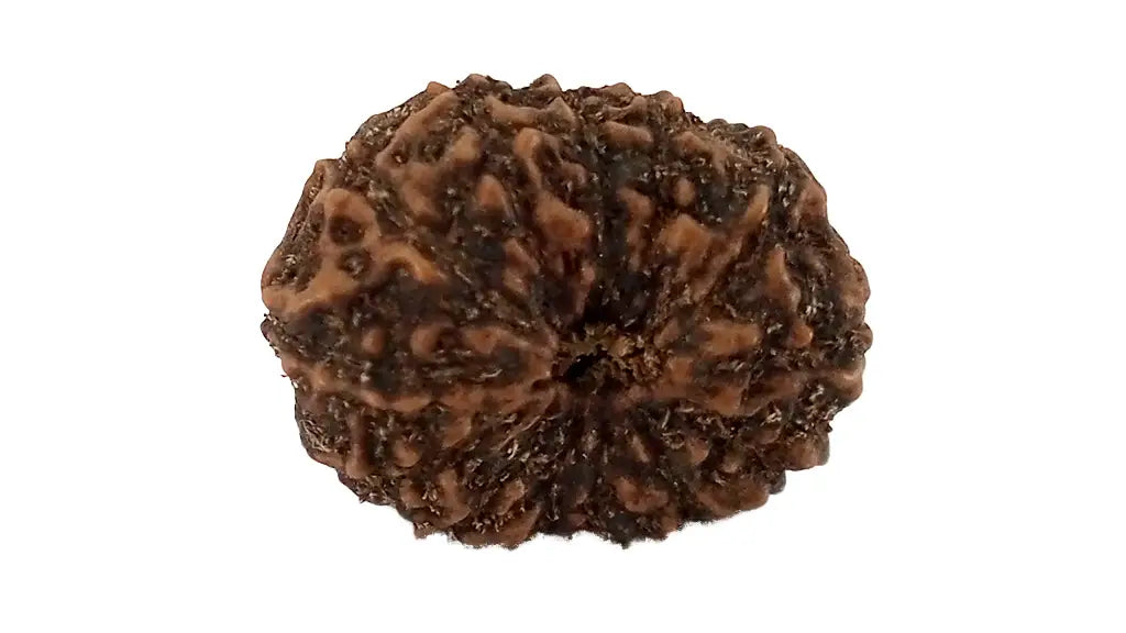 14 Mukhi Rudraksha