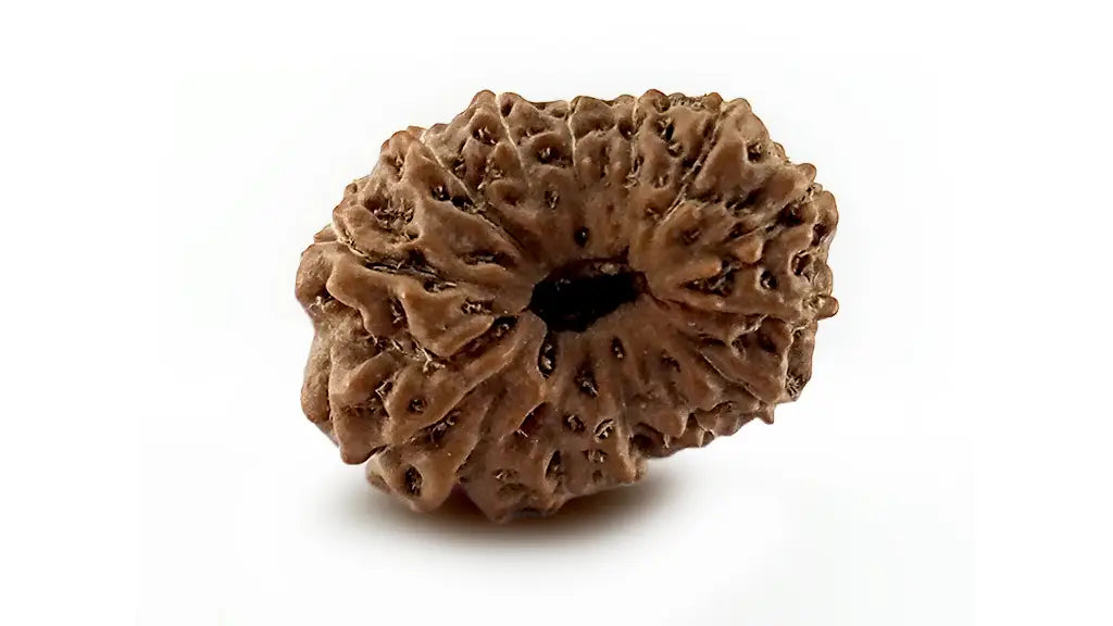 14 Mukhi Rudraksha