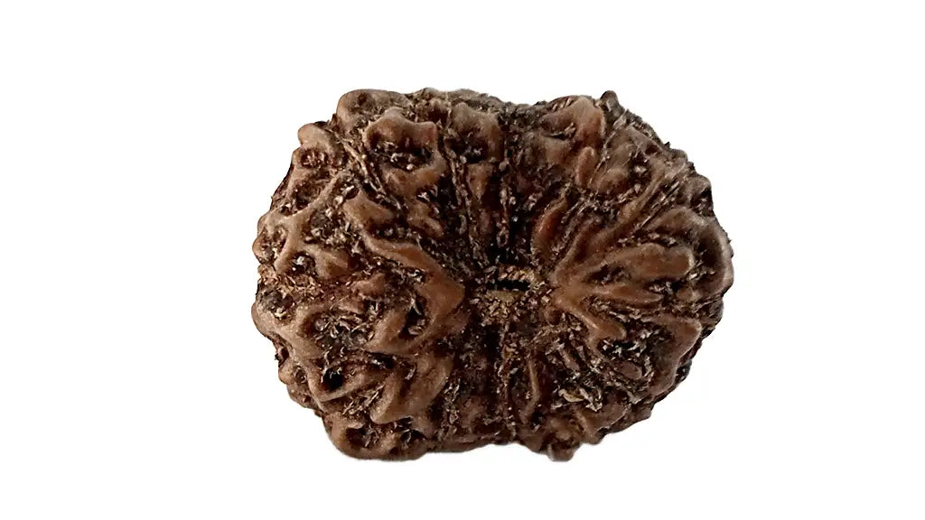 13 Mukhi Rudraksha