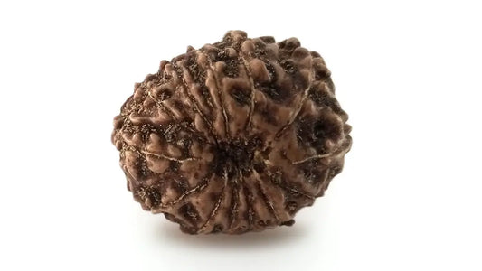 13 Mukhi Rudraksha