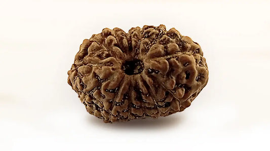 13 Mukhi Rudraksha