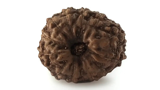 13 Mukhi Rudraksha