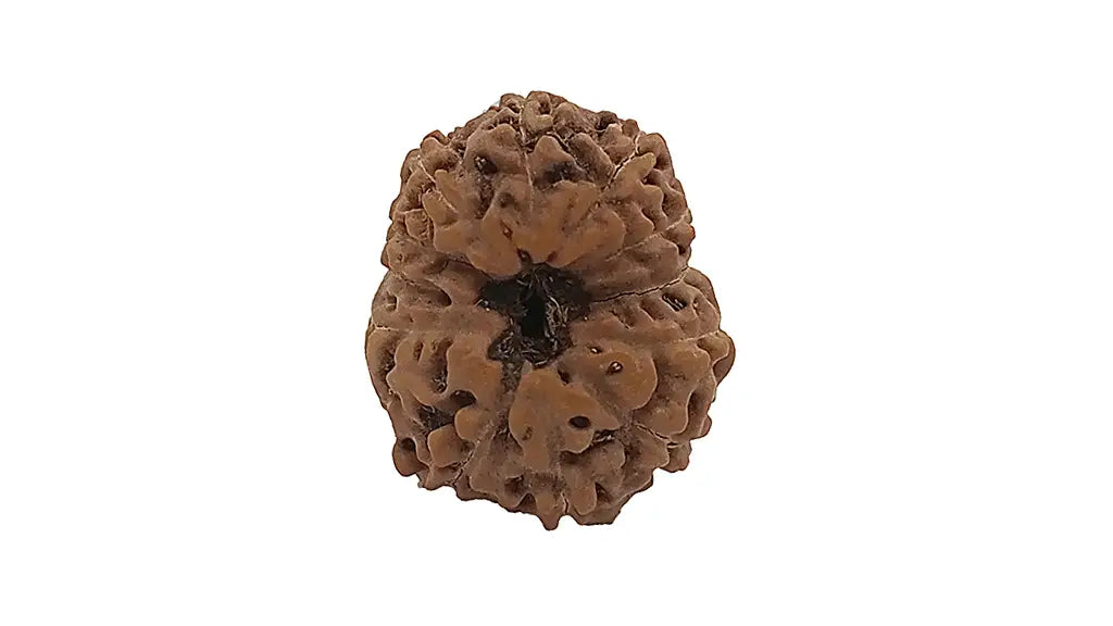 13 Mukhi Rudraksha