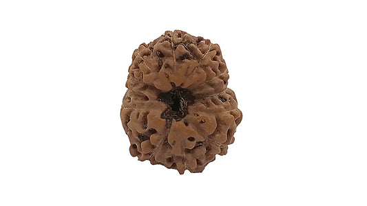 13 Mukhi Rudraksha