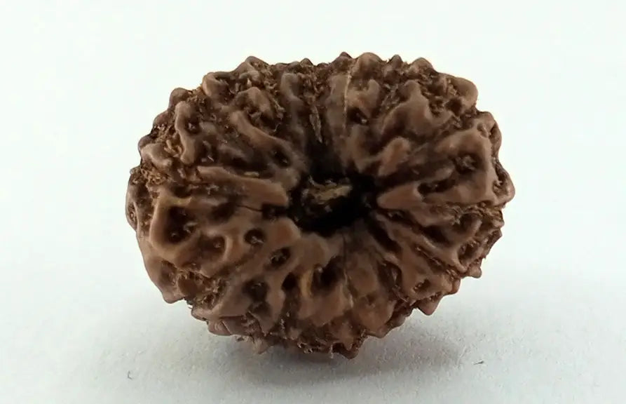 13 Mukhi Rudraksha