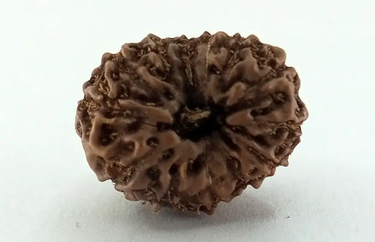 13 Mukhi Rudraksha