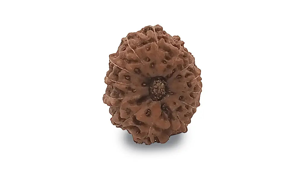 13 Mukhi Rudraksha