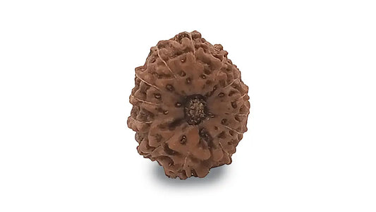13 Mukhi Rudraksha