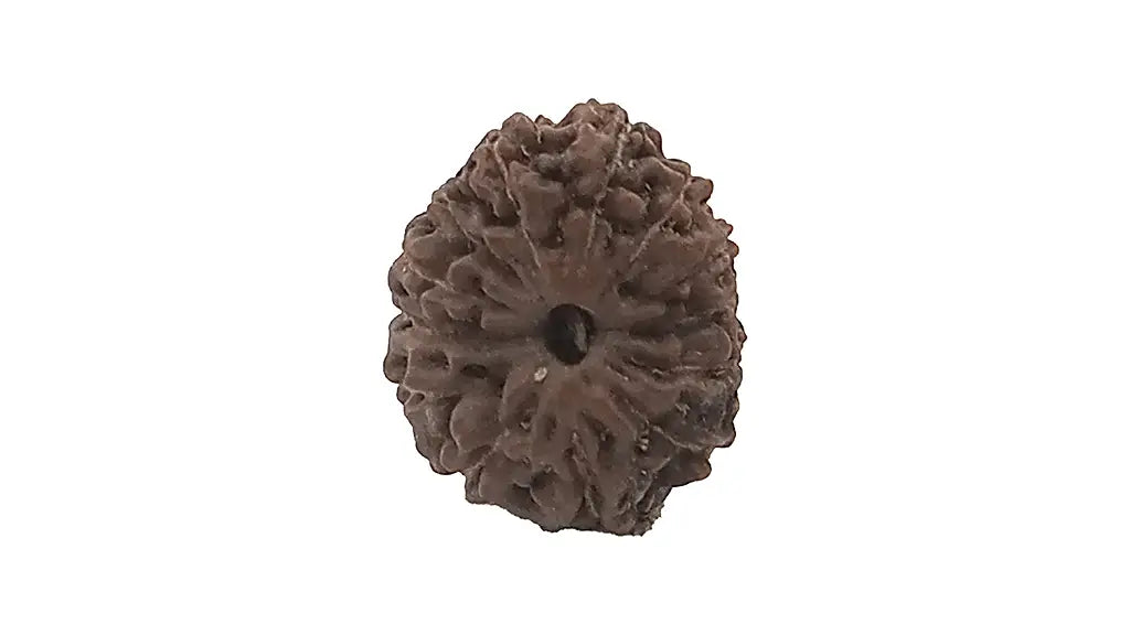 13 Mukhi Rudraksha