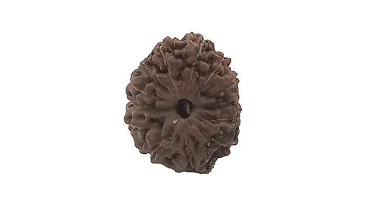 13 Mukhi Rudraksha