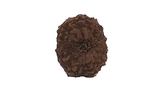 13 Mukhi Rudraksha