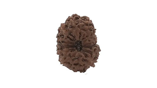 13 Mukhi Rudraksha