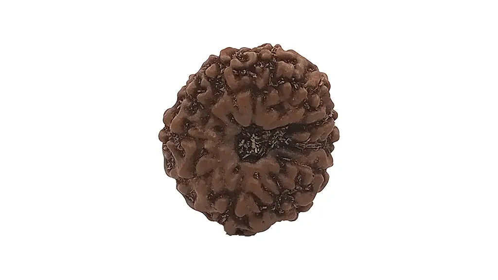 13 Mukhi Rudraksha
