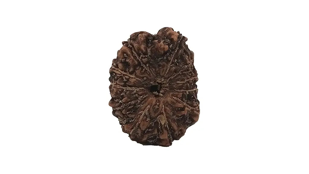 11 Mukhi Rudraksha