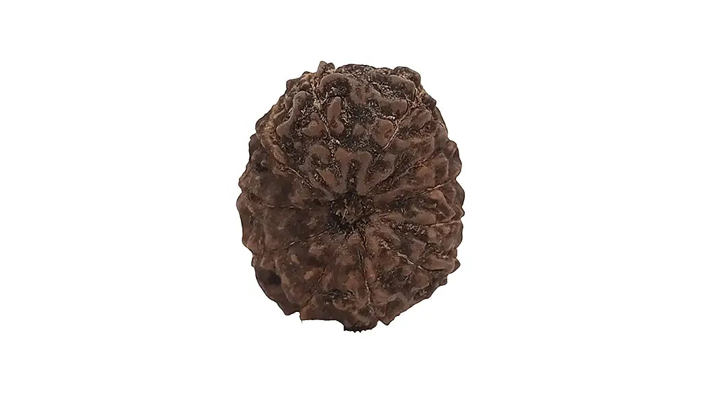 11 Mukhi Rudraksha