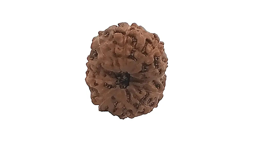 11 Mukhi Rudraksha