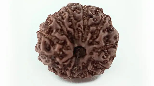 11 Mukhi Rudraksha