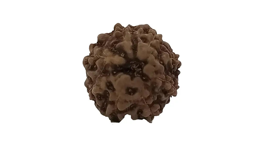 8 Mukhi Rudraksha