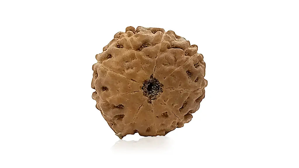 9 Mukhi Rudraksha