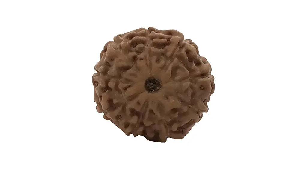 9 Mukhi Rudraksha