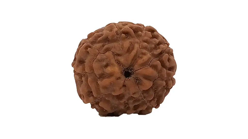 9 Mukhi Rudraksha