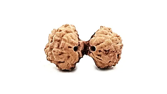 8 Mukhi Gauri Shankar Rudraksha