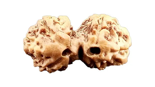 8 Mukhi Gauri Shankar Rudraksha