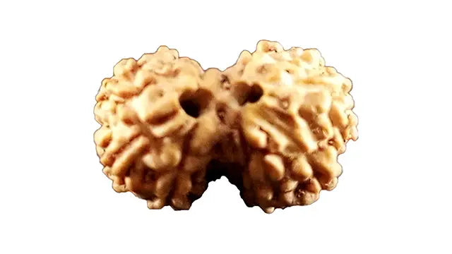 8 Mukhi Gauri Shankar Rudraksha