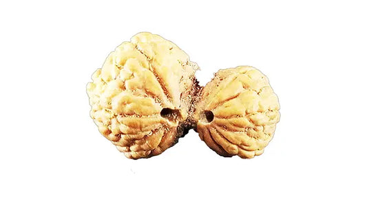8 Mukhi Gauri Shankar Rudraksha